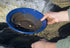 Blue Double Riffle Gold Pan being used with gold nugget